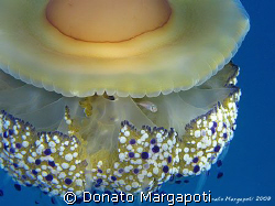 Fish in a Cothyloriza tubercolata. Canon G9 + Fantasea na... by Donato Margapoti 
